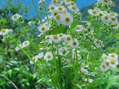 -西岭雪山大飞水景区