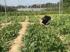 -意大利农场度假村