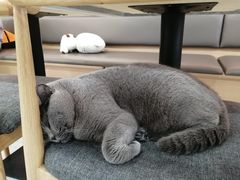 -喵园·猫主题咖啡厅·撸猫·猫咖(国贸店)