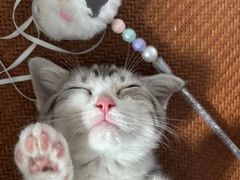 -贝来恩24H动物医院·转诊中心(稻香路店)