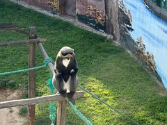 -西霞口神雕山野生动物世界