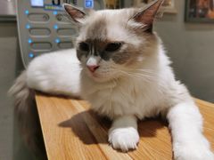 -藏猫猫咖啡主题馆(中央大道店)