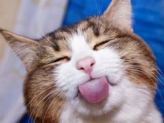 -宫廷糕点铺(建设路店)