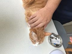 -小伙伴宠物医院•急重症转诊中心·老年专科·犬猫全科(北大街总院)