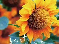 -花开海上生态园