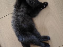 -欣宠猫屋·矮脚拿破仑·蓝金金渐层
