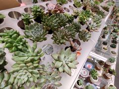 -KKV(重庆光环购物公园店)