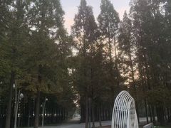 -日照海滨国家森林公园