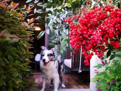 -上海崇明金茂凯悦酒店