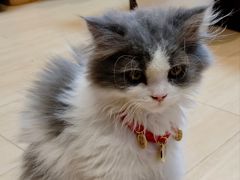 -小猫来了·猫舍(红山六九七九店)
