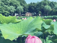 -陈家山荷花公园