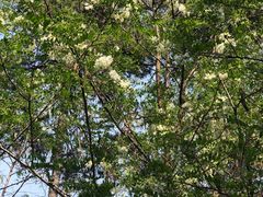 -沈阳辉山风景区