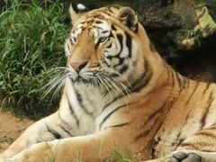 -西霞口神雕山野生动物世界