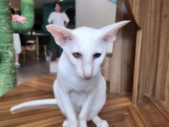 -飞行喵MR PILOT|猫舍·猫咖(静安大融城店)