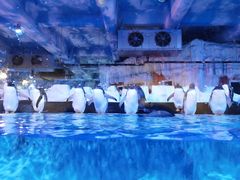 -芜湖新华联大白鲸海洋公园