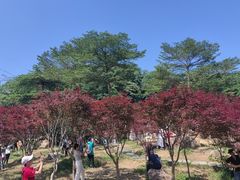 -广州市帽峰山景区