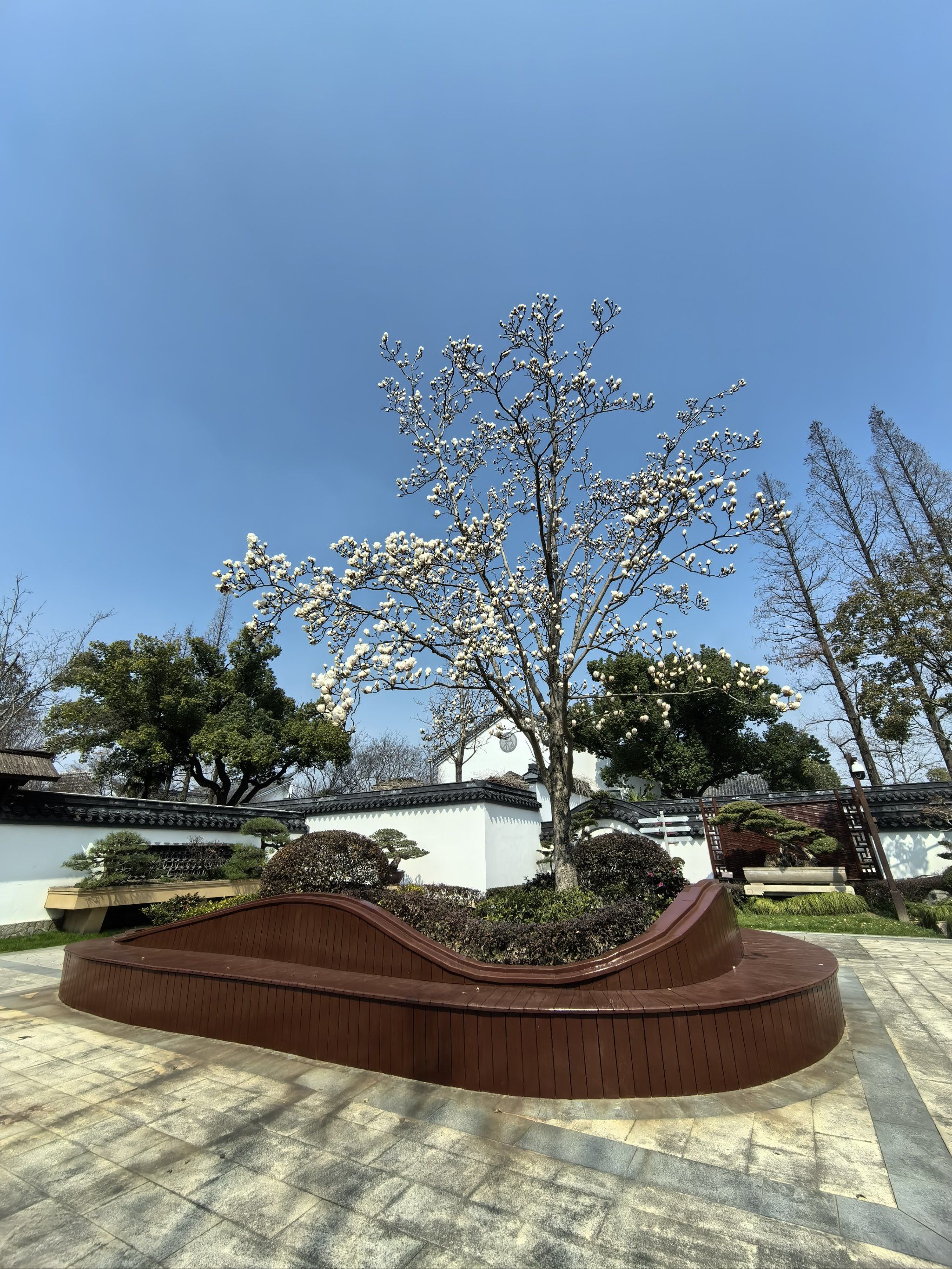 上海植物园-盆景园