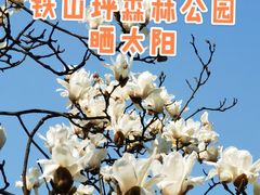 -铁山坪森林公园