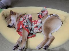 -逗柴咖啡屋·狗咖猫咖宠物桌游