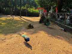 -深圳野生动物园
