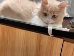 -袖虎·猫馆(体育西路店)