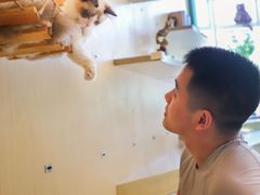 -飞行喵MR PILOT|猫舍·猫咖(静安大融城店)