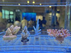 -大阪海游馆