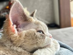 -70cat德文卷毛猫·缅因猫纯种猫舍