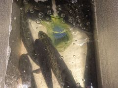 -金三可市井水煮鱼(金碧园店)