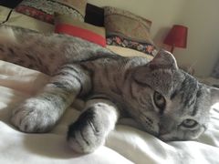 -芭比堂动物医院·犬猫全科·异宠专科(雁塔分院)
