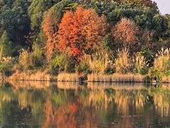 -白鹭湾湿地公园