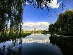 -莲花池公园