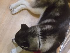 -Husky Go! 哈士奇体验馆·宠物咖啡厅狗咖