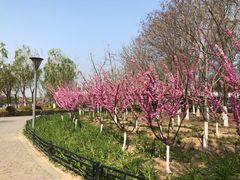 -大兴滨河森林公园