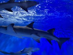 -太平洋海底世界