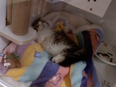 -momokira米努特·德文卷毛猫·棉花面纱犬