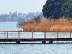 -贡湖湾湿地公园