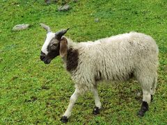 -硗碛藏寨·神木垒景区