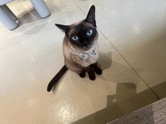 -藏猫猫咖啡主题馆(中央大道店)