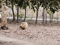 -成都动物园