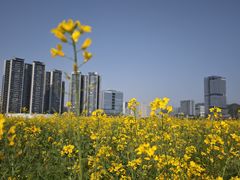 -光明小镇欢乐田园