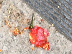 -东北人粗粮饺子坊(南山店)