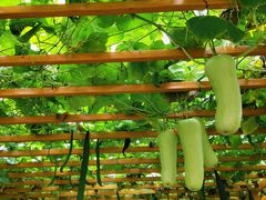 -中国天府农业博览园