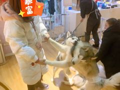 -Husky Go! 哈士奇体验馆·宠物咖啡厅狗咖