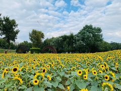 -长白岛森林公园