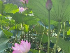 -莲花池公园