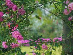 -鹅湖玫瑰文化园