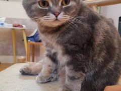 -猫咪派对(江南西店)
