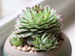 -双季花艺园艺市场(浦东店)