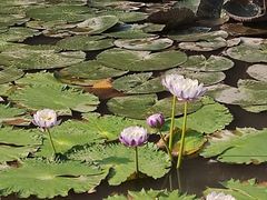 -昆明植物园
